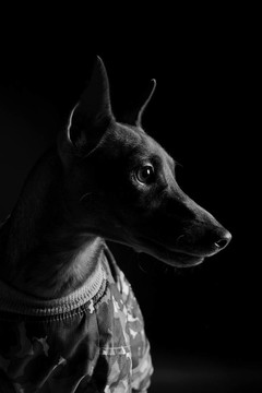 迷你杜賓犬。