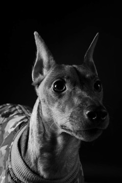 迷你杜賓犬。