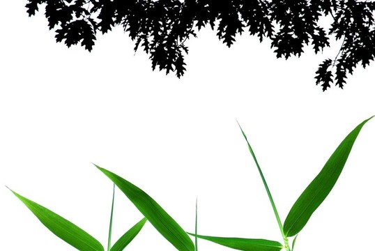 幸運(yùn)竹葉架