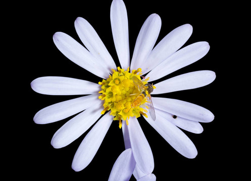 黃蜂花1