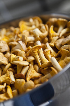 靠近chantarelles