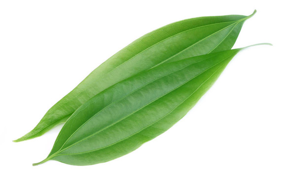 綠槐樹葉