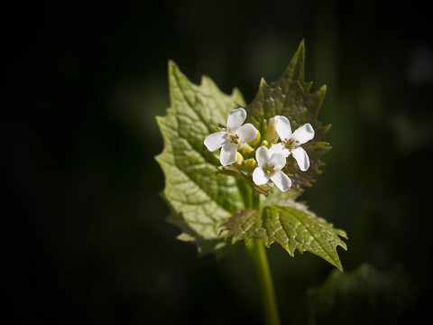 大蒜芥花