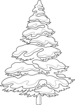 有雪的毛皮樹；輪廓