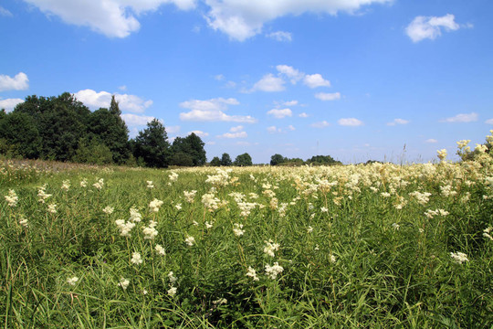 在夏天的場(chǎng)白flowerses