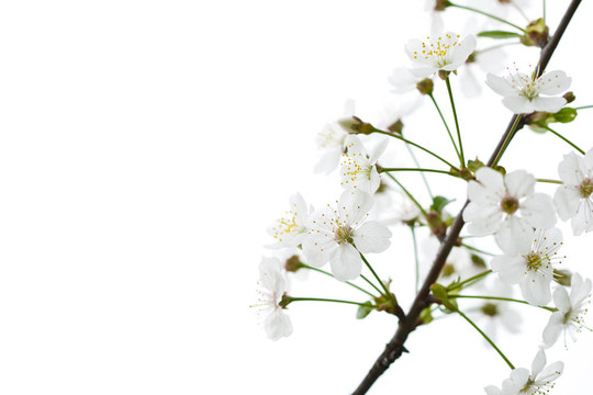 櫻桃樹白花