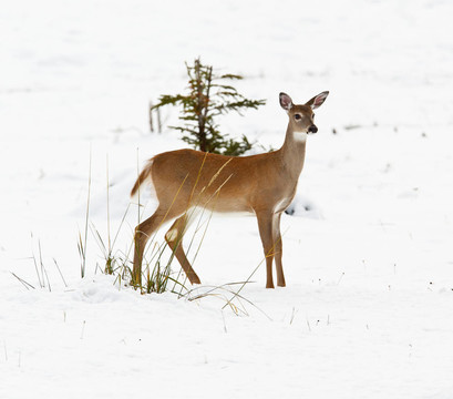 白尾鹿；Odocoileus virginianus