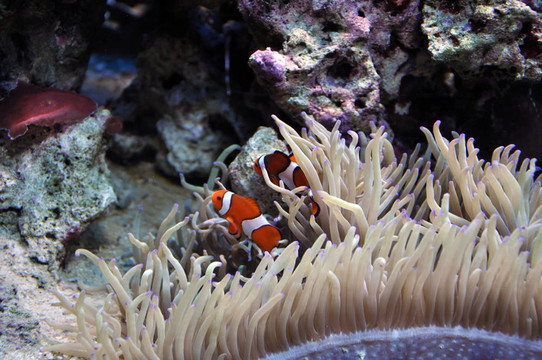 海洋水族館的珊瑚和小丑魚(yú)