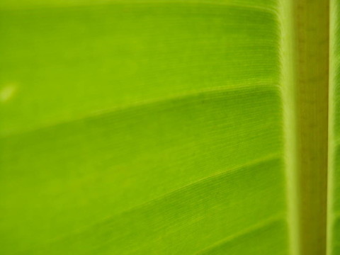 香蕉葉