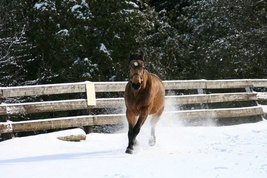 在雪地里馳騁