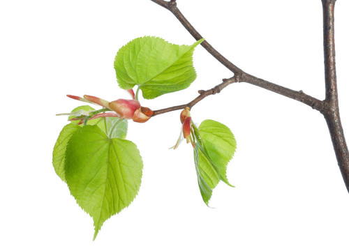 菩提樹