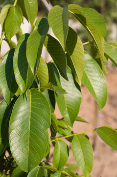 蘋(píng)果樹(shù)的葉子