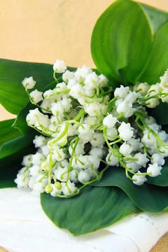 可愛(ài)的一束百合花