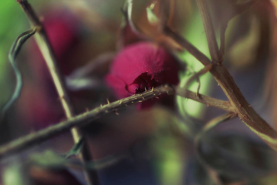 干花紅玫瑰