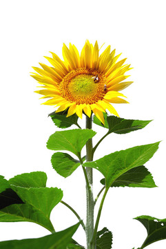大葵花