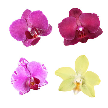 蘭花花分離