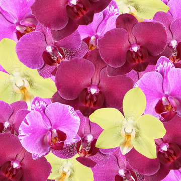 蘭花花