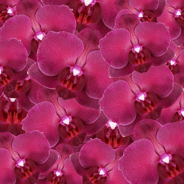蘭花花