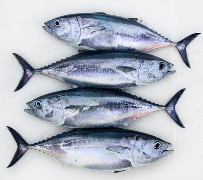 藍(lán)鰭金槍魚金槍魚釣排四
