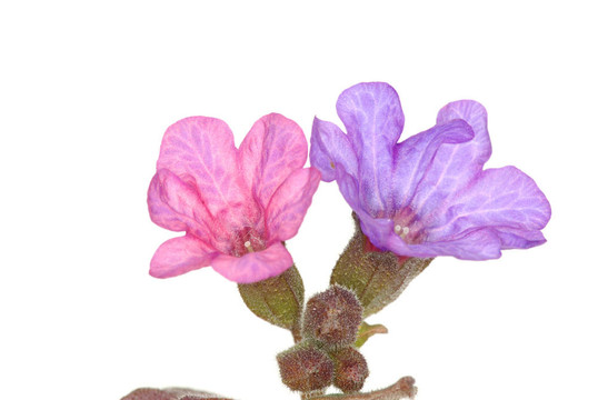 紫羅蘭花