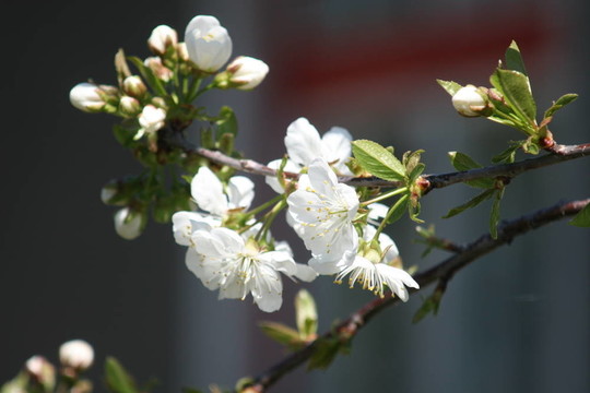蘋果花