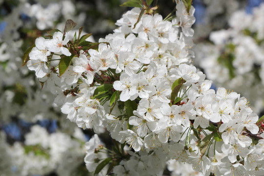 蘋果樹(shù)上的白色花