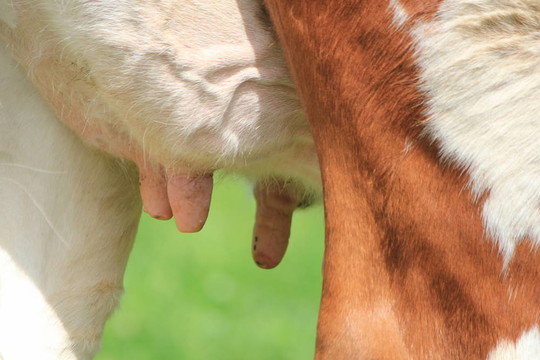 一頭奶牛的乳房