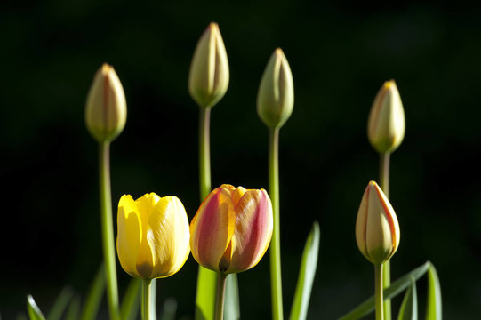 郁金香花園