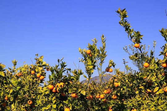 橙色的Tangerine夜店樹果實(shí)的綠葉