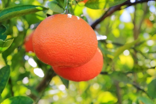 橙色的Tangerine夜店樹果實(shí)的綠葉