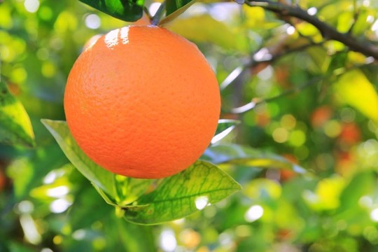 橙色的Tangerine夜店樹果實(shí)的綠葉