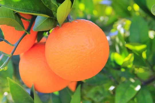橙色的Tangerine夜店樹果實(shí)的綠葉