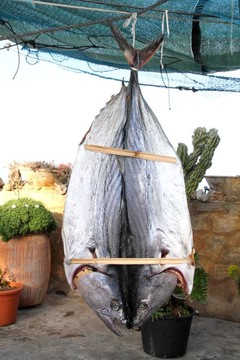 鰹魚(yú)金槍魚(yú)魚(yú)鲞M(jìn)editeraranean薩達(dá)