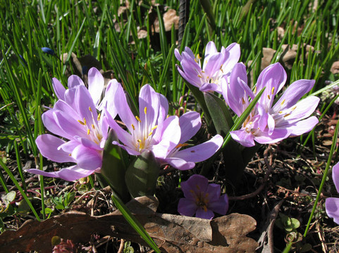 merendera trigyna