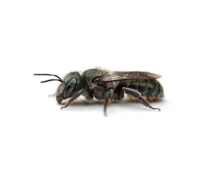 汗蜂