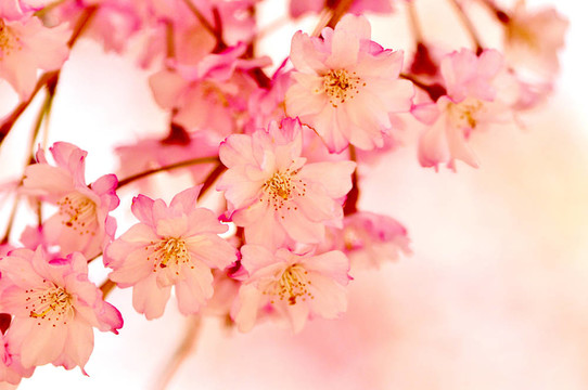 櫻花