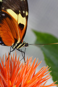 虎長翼蝴蝶；Heliconius hecale