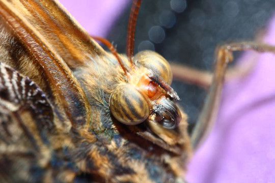 貓頭鷹蝶；Caligo eurilochus