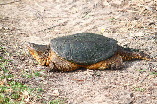 鱷龜（Chelydra serpentina）