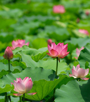 蓮花