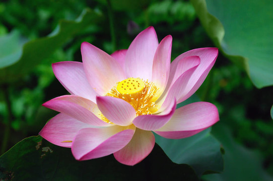蓮花