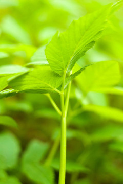 野生植物