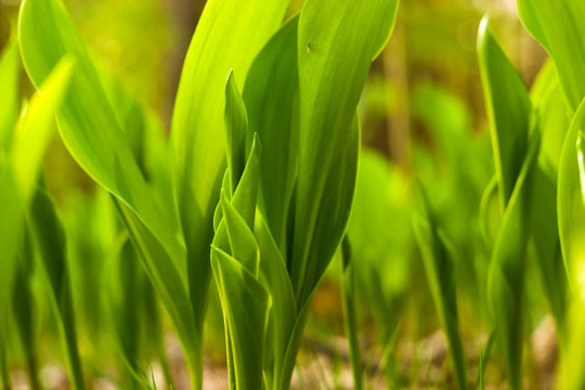 野生植物
