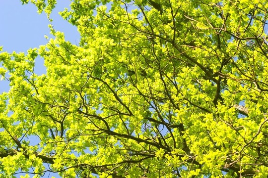 野生植物