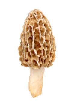 羊肚菌白色隔離
