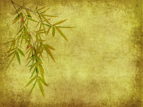 紙背景下竹枝的輪廓