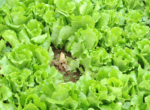 在土壤中生長的生菜
