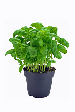 盆栽羅勒植物