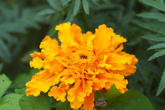 萬(wàn)壽菊