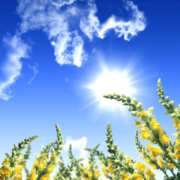 充滿鮮花的草地
